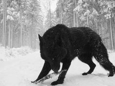 a black wolf is walking through the snow with a stick in it's mouth