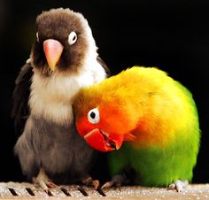 two colorful birds standing next to each other