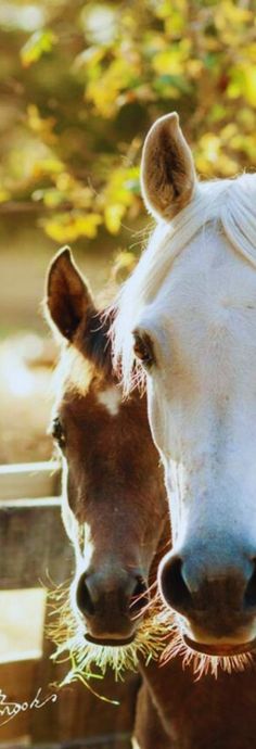 two brown and white horses standing next to each other