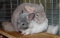 two gray and white hamsters sitting on top of each other