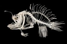 the skeleton of a fish is displayed on a black background