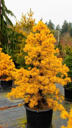 a yellow tree in a pot on the ground next to other plants and trees behind it