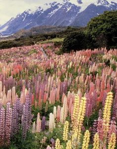 a field full of flowers with mountains in the background