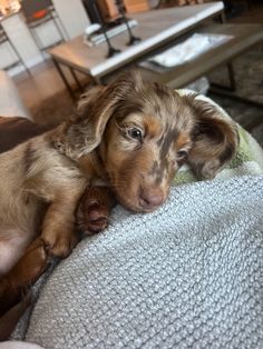 a brown and black dog laying on top of a couch