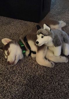 a husky dog laying on the floor next to a stuffed animal