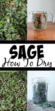 several different images with the words sage and how to dry them in glass containers on top