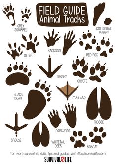 the field guide for animal tracks