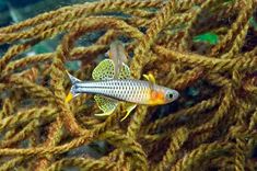 a fish that is sitting on some kind of seaweed with yellow and orange colors