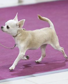 Chihuahua Running, Fit Dogs, Pretty Dog, Show Dogs, Purebred Dogs