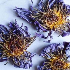 three purple flowers with yellow stamens on a white table top next to each other