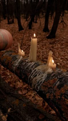 some candles are sitting on a log in the woods