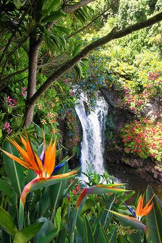 the waterfall is surrounded by tropical plants and flowers in the foreground, as well as an orange bird of paradise