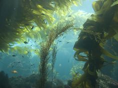 an underwater view of seaweed and other marine life