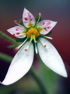 a white and pink flower with yellow stamen