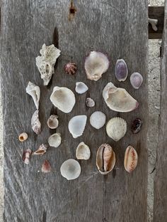 several different types of seashells on a wooden surface