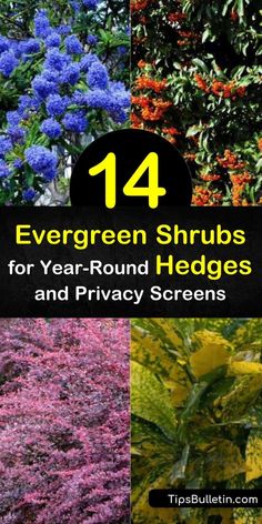 the top ten evergreen shrubs for year - round hedges and privacy screens are shown