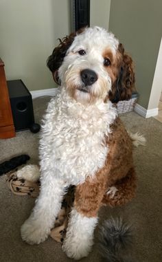 a brown and white dog sitting on the floor