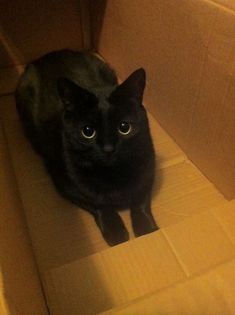 a black cat sitting in a cardboard box