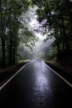 an empty road surrounded by trees in the rain