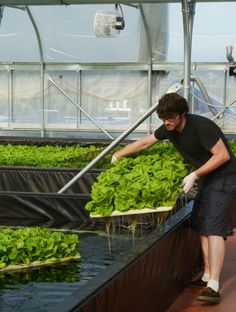 a man is watering lettuce in a greenhouse