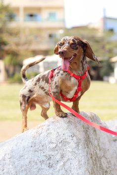 a brown and black dog standing on top of a rock with its tongue hanging out