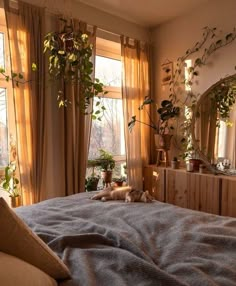 a cat laying on top of a bed in front of two windows next to potted plants