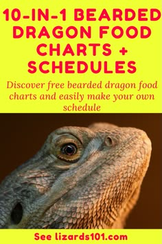 a close up of a lizard with the text 10 - in - 1 bearded dragon food chart and schedules