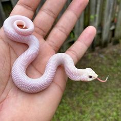 a hand holding a white snake in it's palm