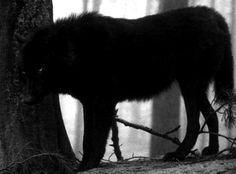 a black wolf standing next to a tree