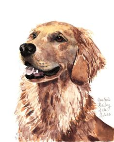 a watercolor painting of a golden retriever