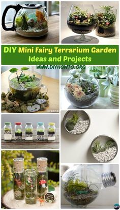 many different types of terrariums and plants in glass vases on a table