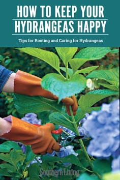 the cover of how to keep your hydrangeas happy tips for rooting and caring for hydrangeas