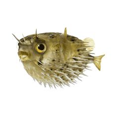 a puffer fish with spikes on it's head