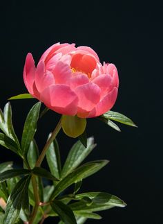 a pink flower with green leaves in front of a black background