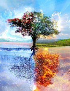 two trees in the middle of water and one tree with its reflection on it's surface