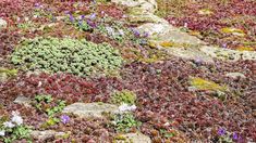 some very pretty plants growing on the side of a rock wall with purple and white flowers