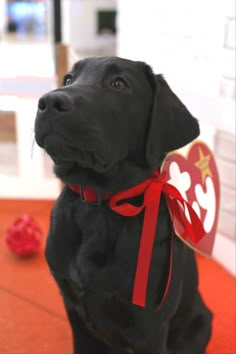 a black dog with a heart shaped tag on it's collar sitting in front of a red carpet