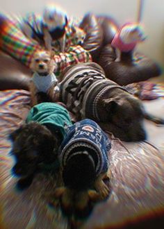 three dogs laying on top of each other wearing sweaters