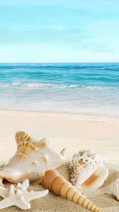 seashells and starfish on sandy beach with ocean background