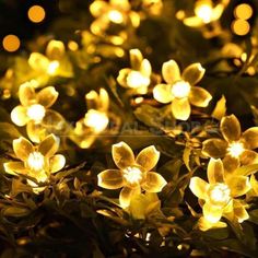 some yellow flowers are lit up in the dark