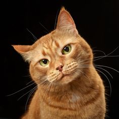 an orange tabby cat with green eyes looking up at the camera on a black background