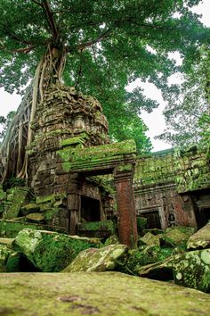 an old tree grows over the ruins of a temple in asia, surrounded by mossy rocks