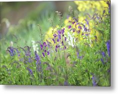 purple and yellow flowers in the grass metal print