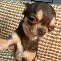 a small chihuahua dog sitting on top of a couch next to a laptop computer and looking at the camera