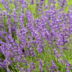 lavender flowers are blooming in the field