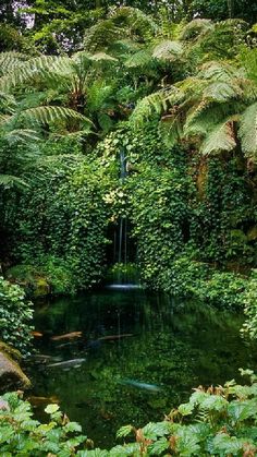 a pond surrounded by lush green plants and trees