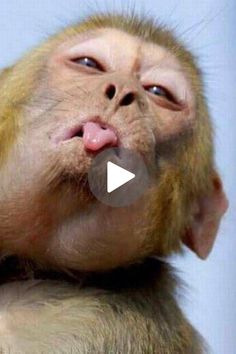 a monkey sticking its tongue out and making a funny face