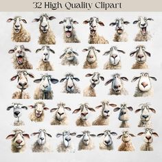 sheep with different facial expressions are shown in the same image as they appear to have been drawn