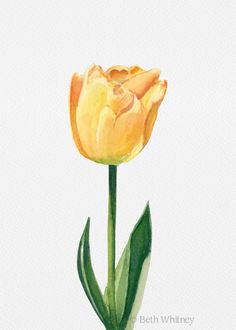 a watercolor painting of a yellow tulip