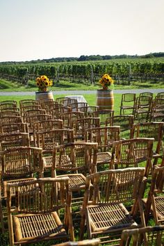 rows of wooden chairs with sunflowers on them in the middle of a field